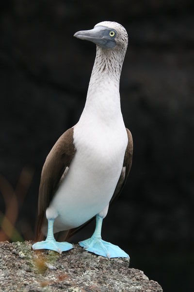 Blue-footed boobie