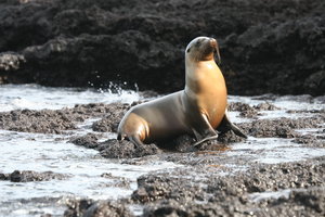 Sealion hanging out on the beach