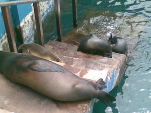 Sealions on the steps
