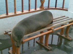 Sealion snoozing on the bench