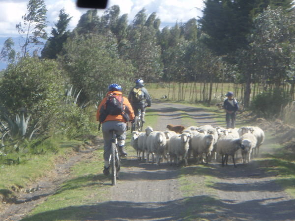 Watch out for the sheep