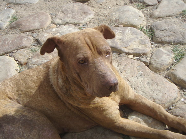 The stray dog we fed in Villa Leiva