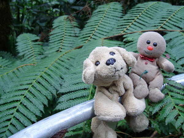 Harriet and Little Man enjoying a walk through the cloud forest