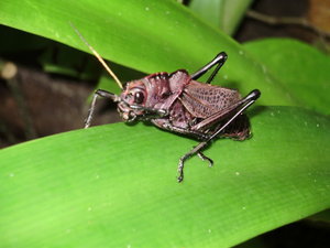 A giant grasshopper 