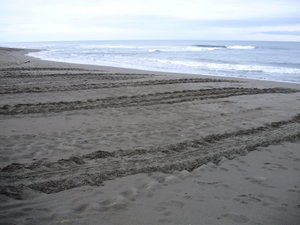 Turtle tracks on the beach