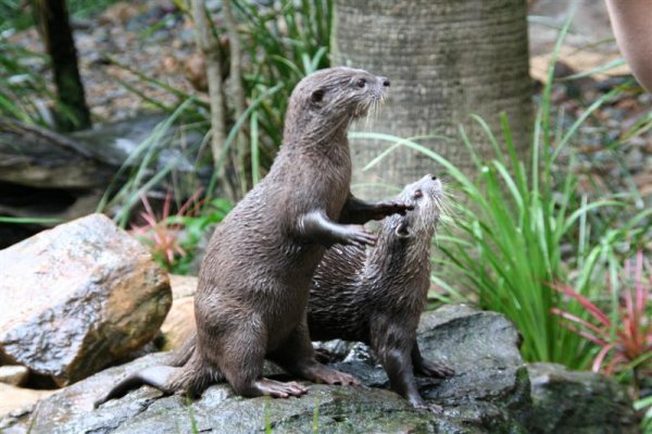 Otters? of the asian persuation