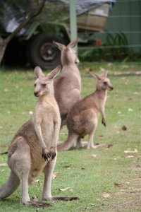 Rogue Kangaroos