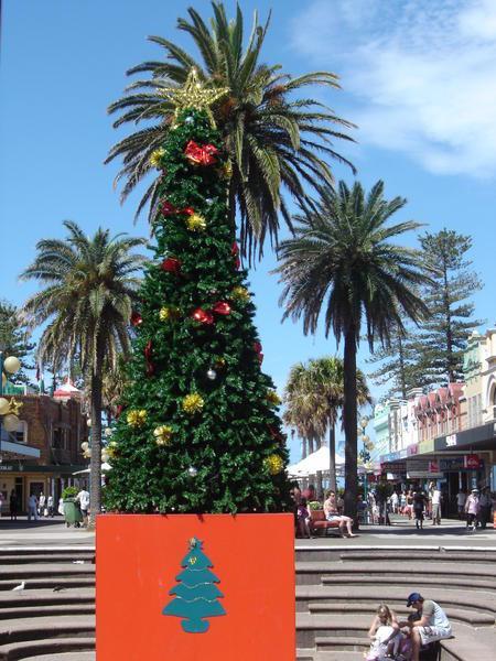 Christmas Tree - Manly Beach