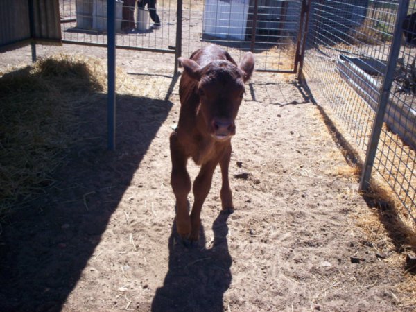 Werna - Russ' friends farm pet baby calf 1