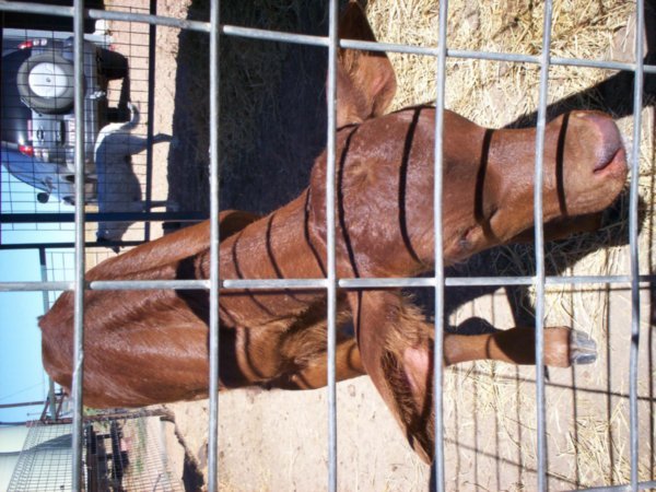 Werna - Russ' friends farm pet calf