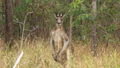 Our first Kangaroo