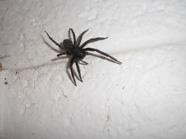 Funnel Web (or so we think)