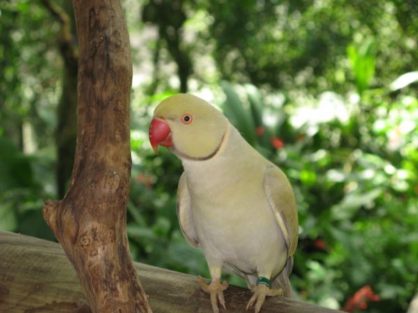 Alexandrine parrot