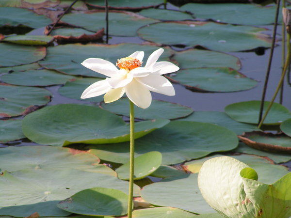 Myanmar Burmese Lotus