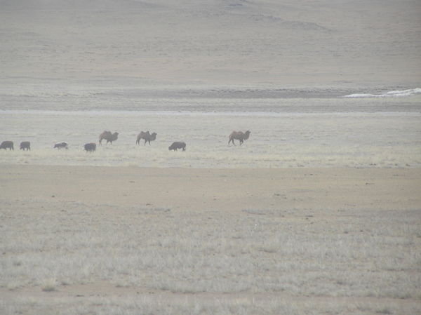 First sighting of Mongolian Camel