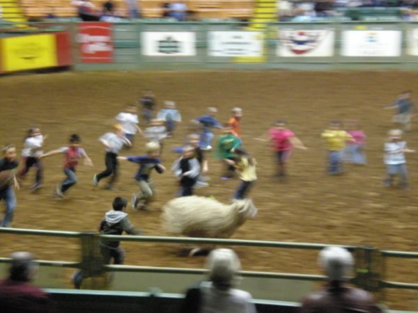 Kids Chasing a Sheep