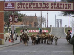 Fort Worth Cattle Drive