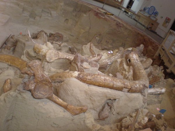 Hot Springs Mammoth Site