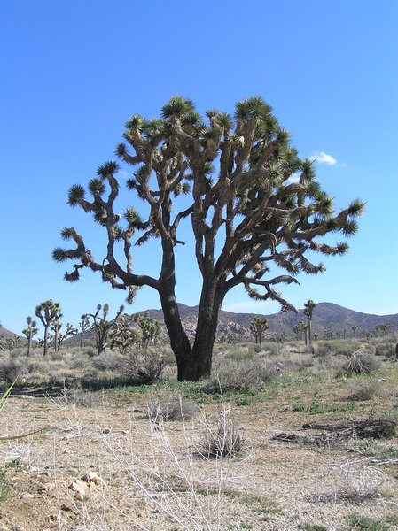 A Joshua Tree