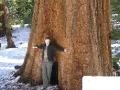 Me in front of one of the Sequoia Trees