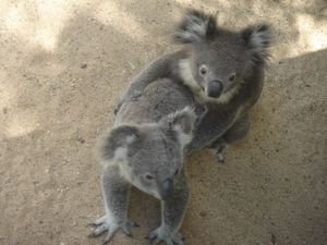 cute koalas