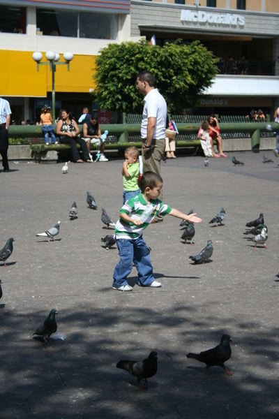 little kid feeding pigeons
