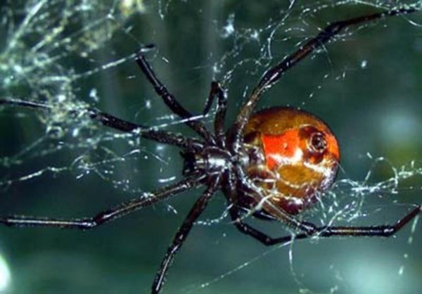 Spider web..