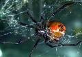Spider web..