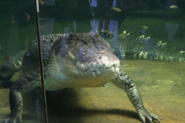 Perth Zoo Croc 