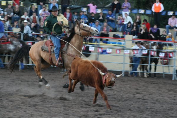 rope-the-calf-photo