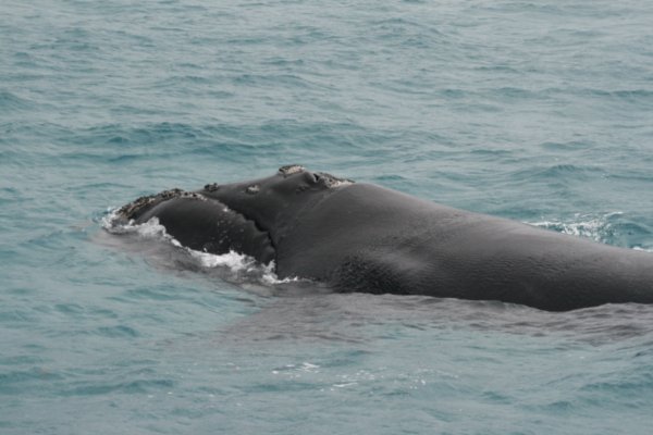 One of the Southern Rights whales