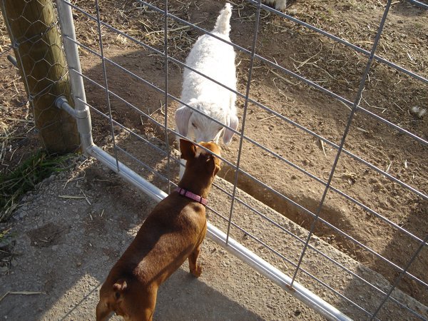 Lulu meets Goat