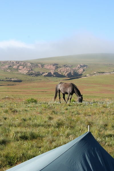 Basotho horse grazing before ride up to Black Mountain
