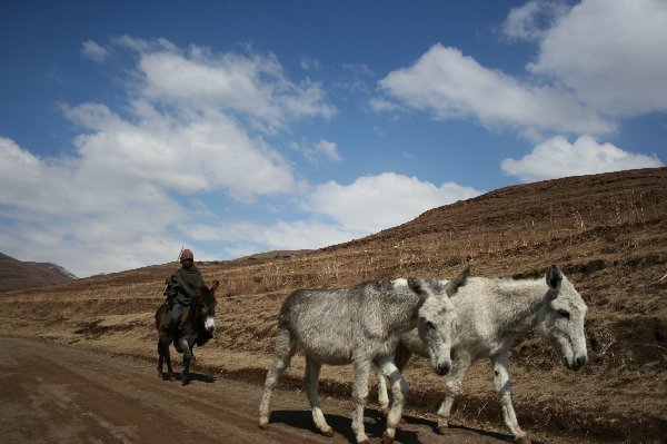 The Basotho donkey on the way back from makothlong