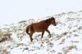Foal walks back from sani top Chalets
