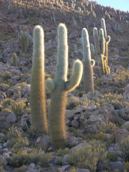 Sunset over the cacti