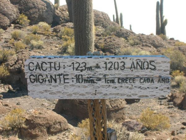 These cacti are old!