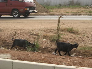 Goats on the highway