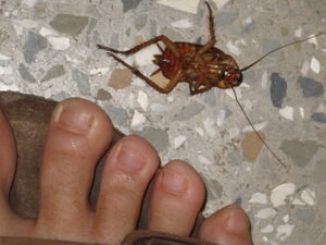 a cockroach one of the girls found in the bathroom