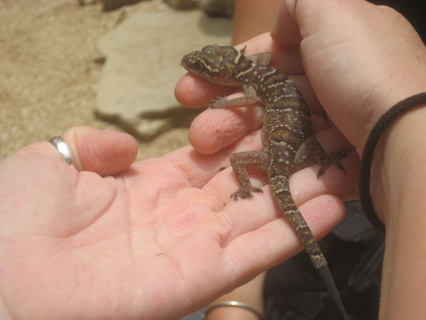 Lizzy holding a lizard...ironic?