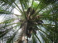 a pretty palm