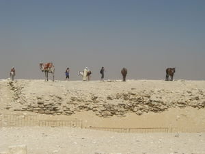horses and camels