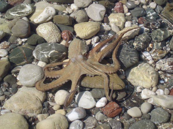 The octopus that we saw at the beach in the water