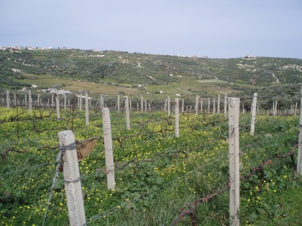 The vineyard at Boutari
