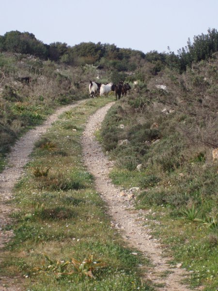 Goats on the trail