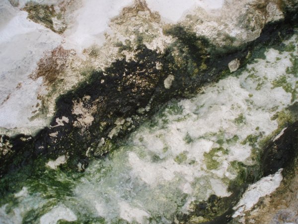 A picture of algae