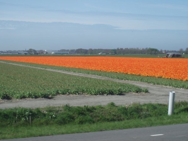 tulip festival in the Netherlands