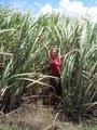 Chris inside the sugar cane - Lots of scratches for a damn photo
