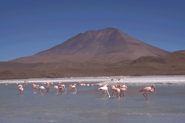 Flamingos at 4000m altitude