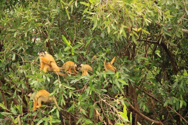 Amazon Jungle - Monkeys